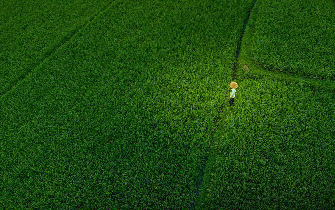 Aerial view rice field worker near Ubud, Ubud, Bali, Indonesia, South East Asia, Asia