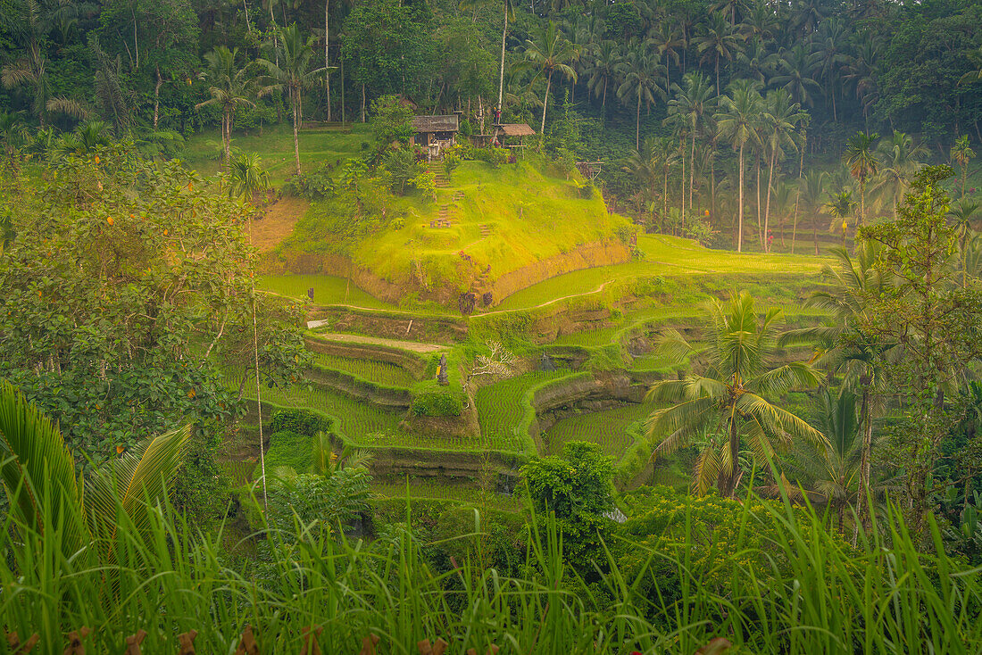 Blick auf die Tegallalang-Reisterrasse, UNESCO-Weltkulturerbe, Tegallalang, Kabupaten Gianyar, Bali, Indonesien, Südostasien, Asien