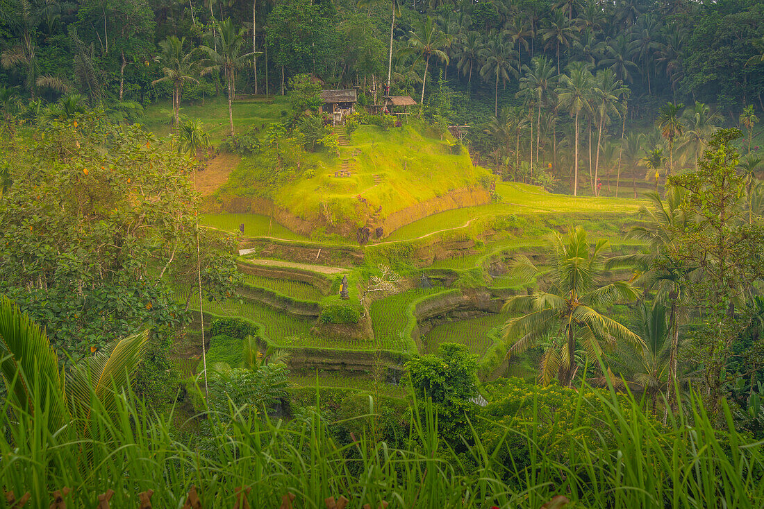 View of Tegallalang Rice Terrace, UNESCO World Heritage Site, Tegallalang, Kabupaten Gianyar, Bali, Indonesia, South East Asia, Asia