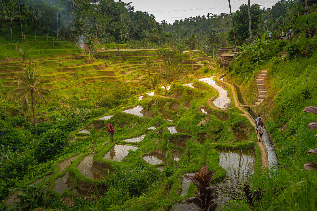 Blick auf die Tegallalang-Reisterrasse, UNESCO-Welterbe, Tegallalang, Kabupaten Gianyar, Bali, Indonesien, Südostasien, Asien