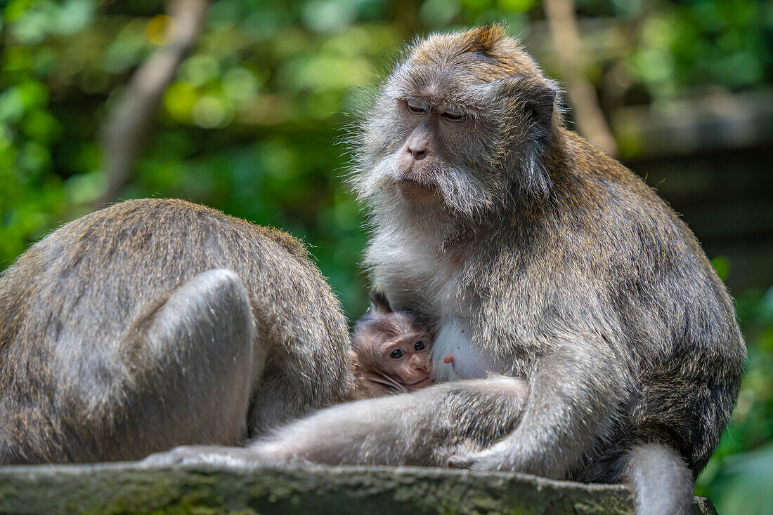 Langschwanzmakaken im Heiligtum des Affenwaldes, Ubud, Kecamatan Ubud, Kabupaten Gianyar, Bali, Indonesien, Südostasien, Asien