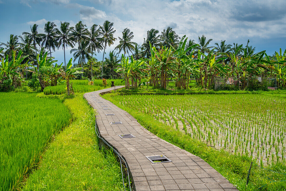 Blick auf Reisfelder bei Ubud, Ubud, Kabupaten Gianyar, Bali, Indonesien, Südostasien, Asien