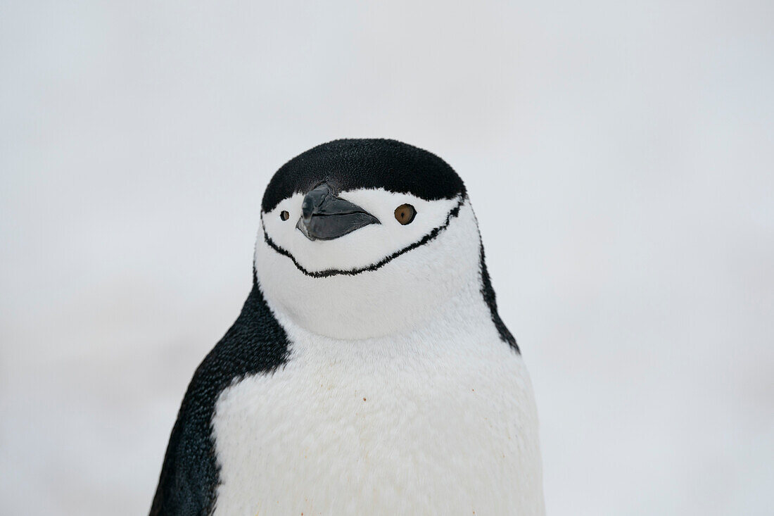 Close-up of Chinstrap penguin (Pygoscelis antarcticus), Half Moon Island, Antarctica, Polar Regions
