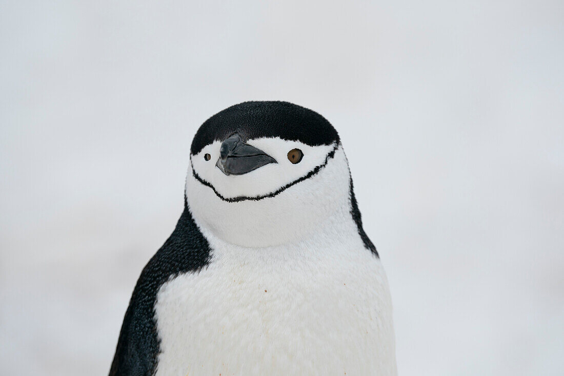 Nahaufnahme eines Zügelpinguins (Pygoscelis antarcticus), Halbmondinsel, Antarktis, Polargebiete