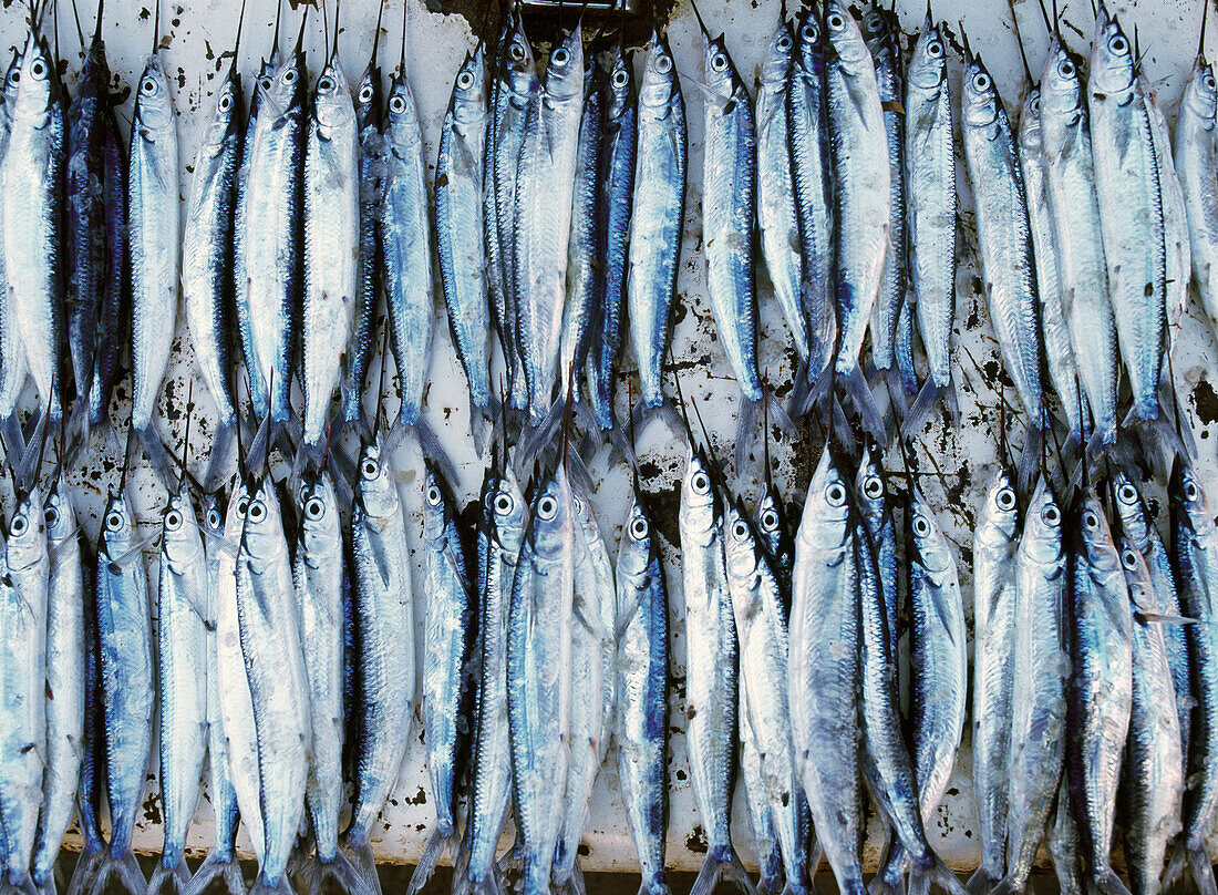 Frischer Fisch zum Verkauf auf dem Markt von Stone Town, Nahaufnahme