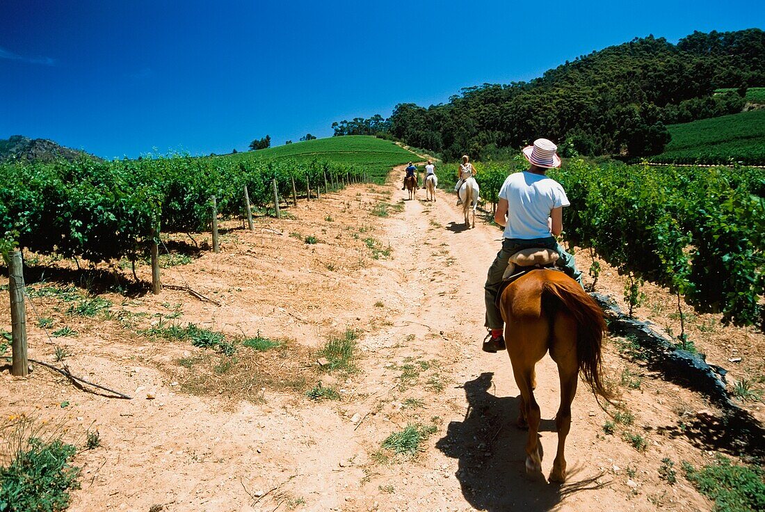 People Horse Riding Through Vineyard, Rear View