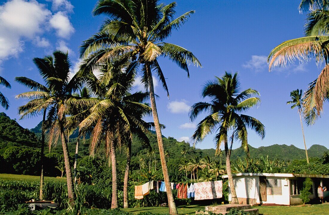 Palmen vor dem Dorfhaus