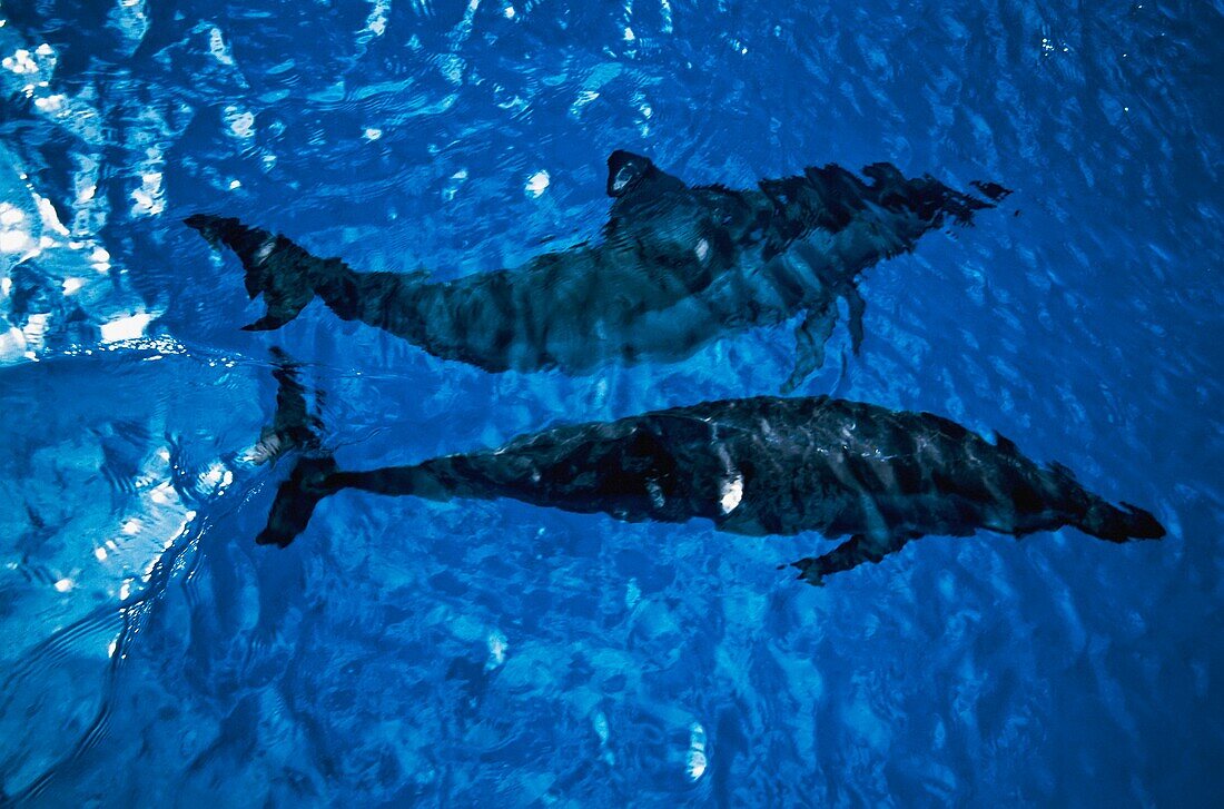 Two Spinner Dolphins In Ocean