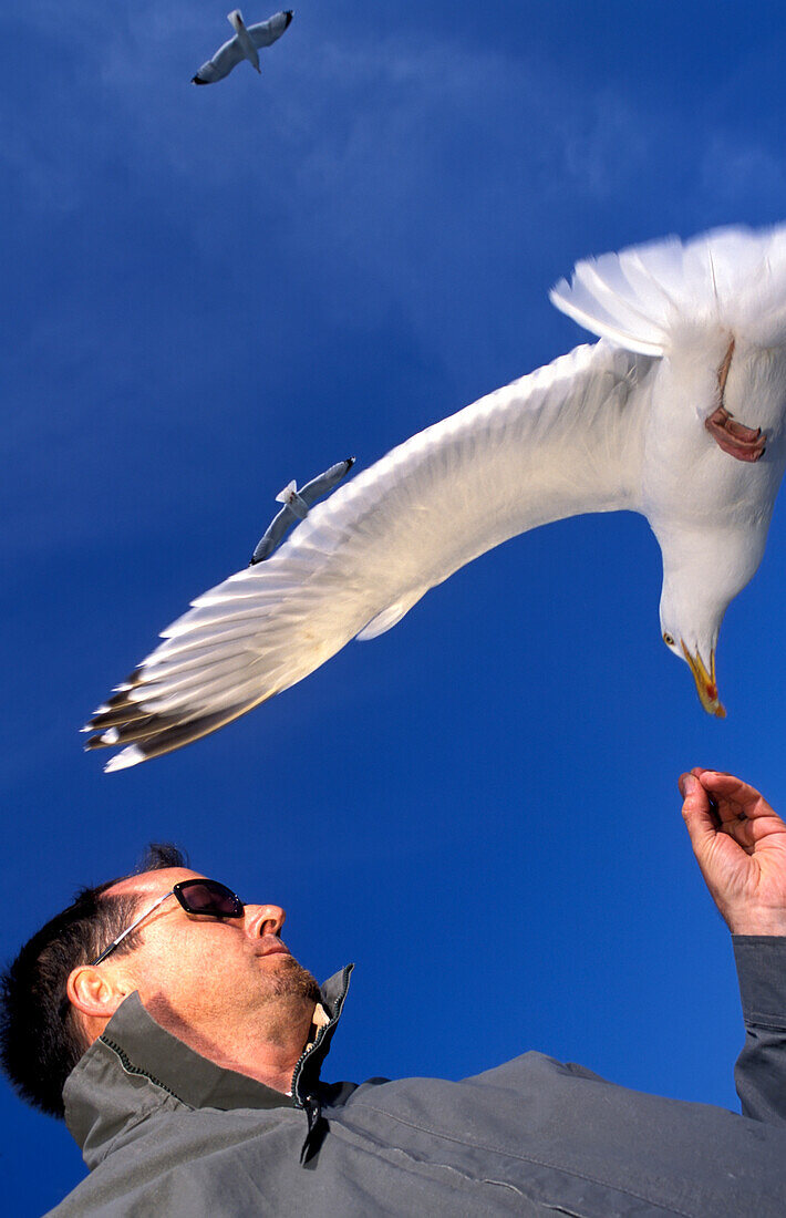 Feeding Chips To Seagulls