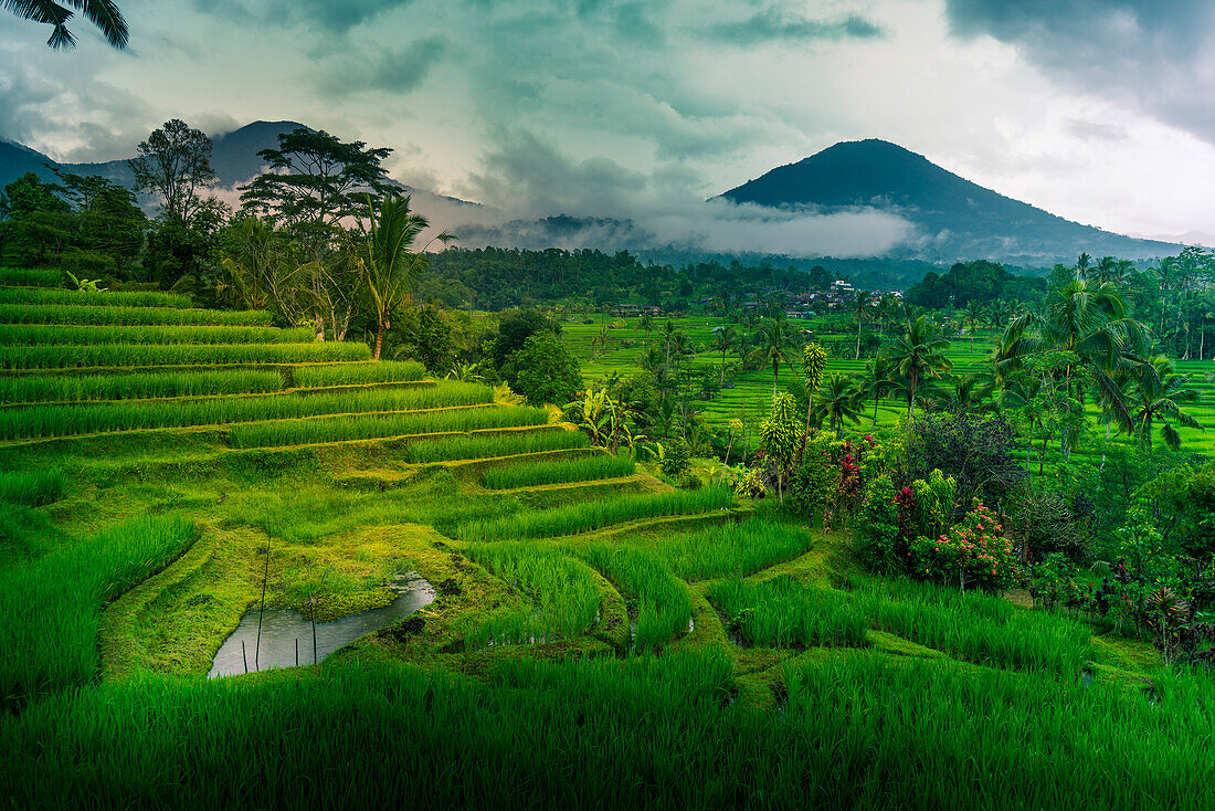 Blick auf Sidemen Reisterrasse, Sidemen, Kabupaten Karangasem, Bali, Indonesien, Südostasien, Asien