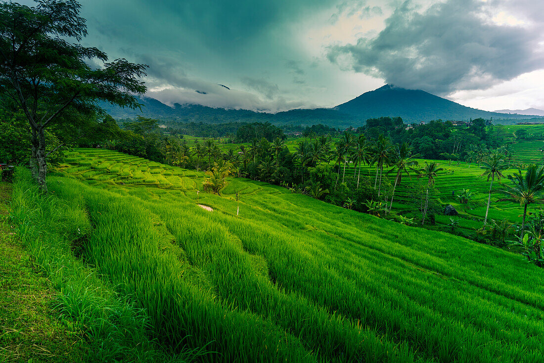 Blick auf Sidemen Reisterrasse, Sidemen, Kabupaten Karangasem, Bali, Indonesien, Südostasien, Asien