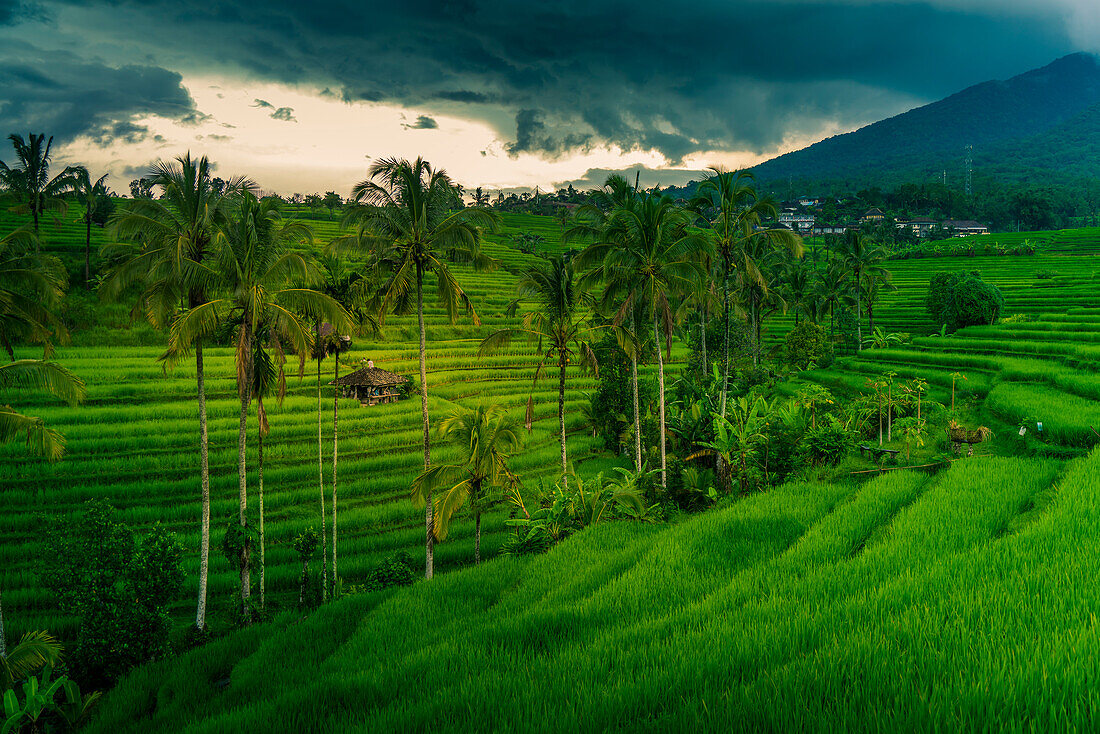 Blick auf die Reisterrasse von Sidemen, Sidemen, Kabupaten Karangasem, Bali, Indonesien, Südostasien, Asien
