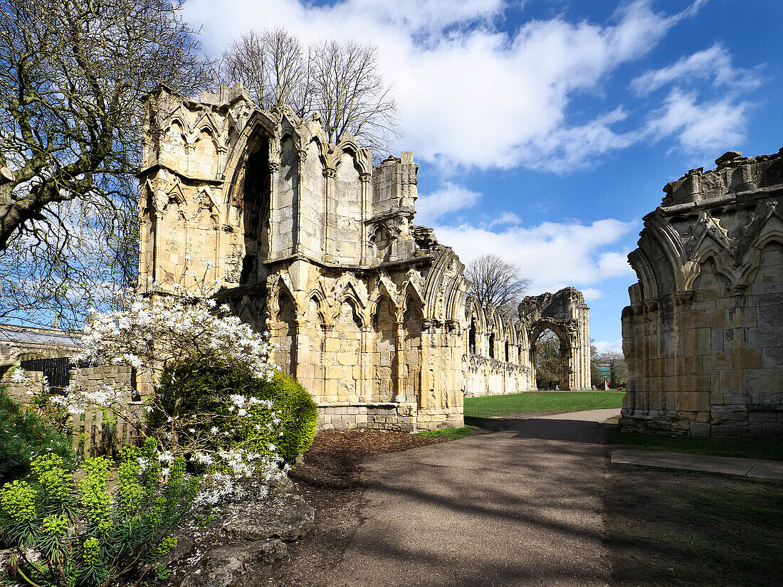 Ruinen der St. Marys Abbey in den Museumsgärten, York, Yorkshire, England, Vereinigtes Königreich, Europa