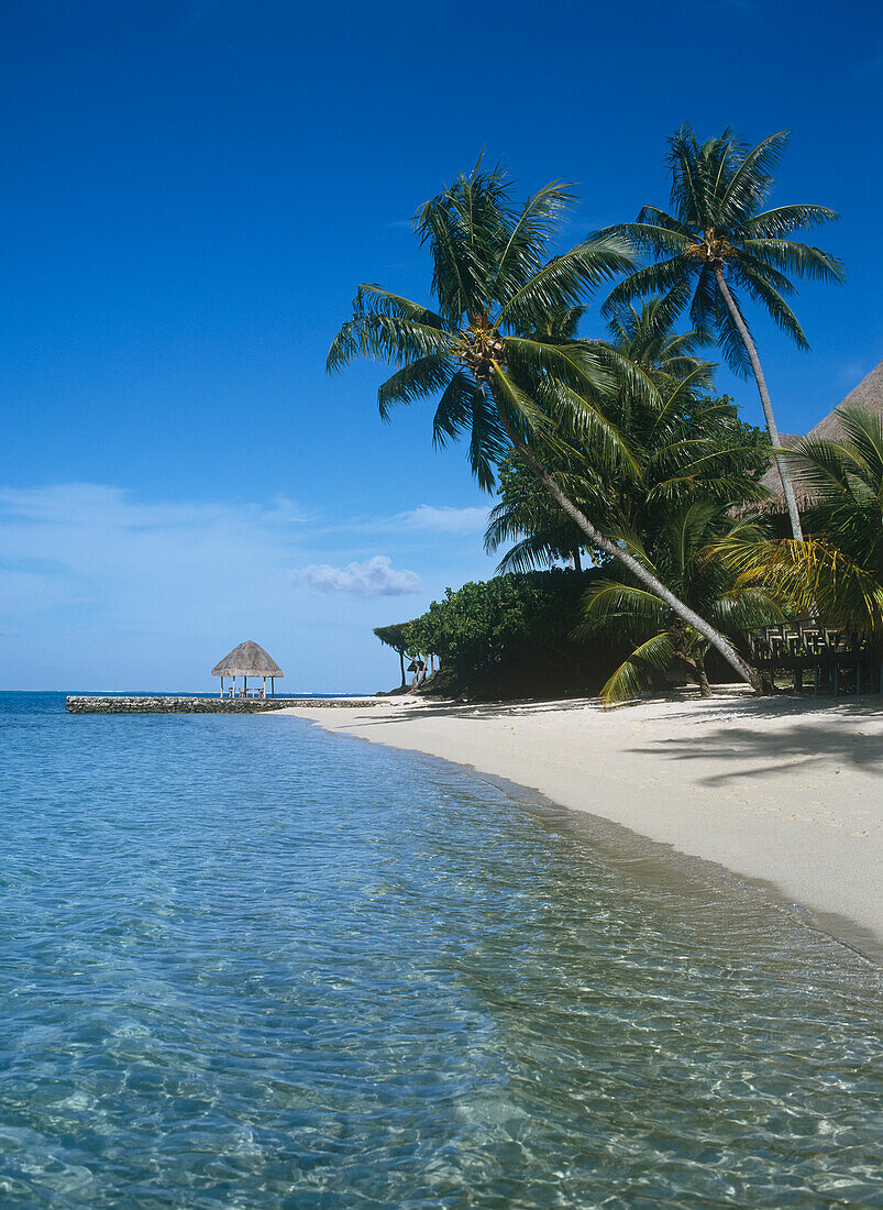 Leerer weißer Sandstrand und Palmen