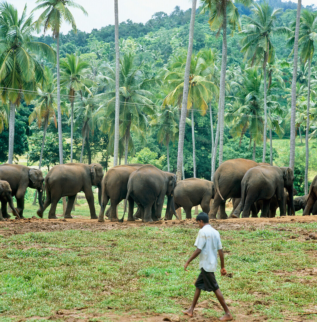 Elefanten in Bäumen