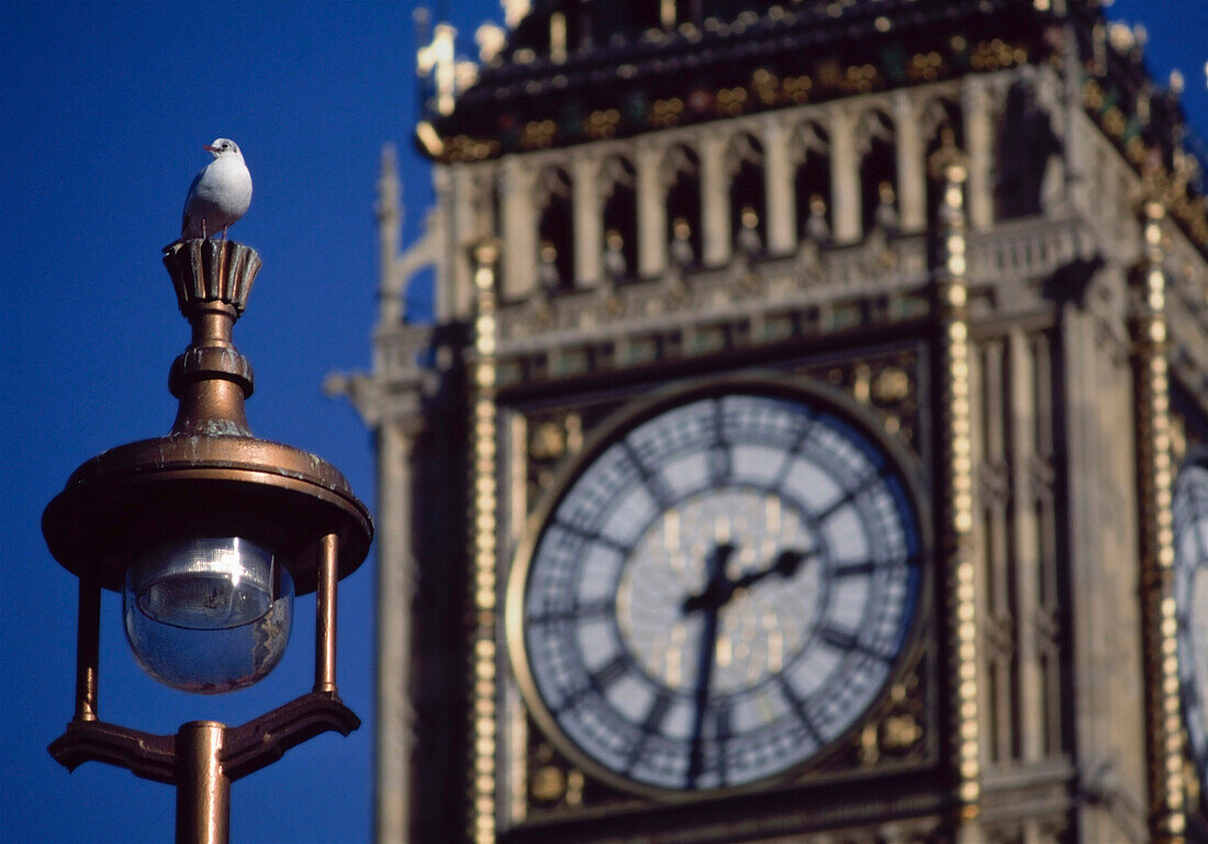 Bird On Lamppost In Front Of Big Ben