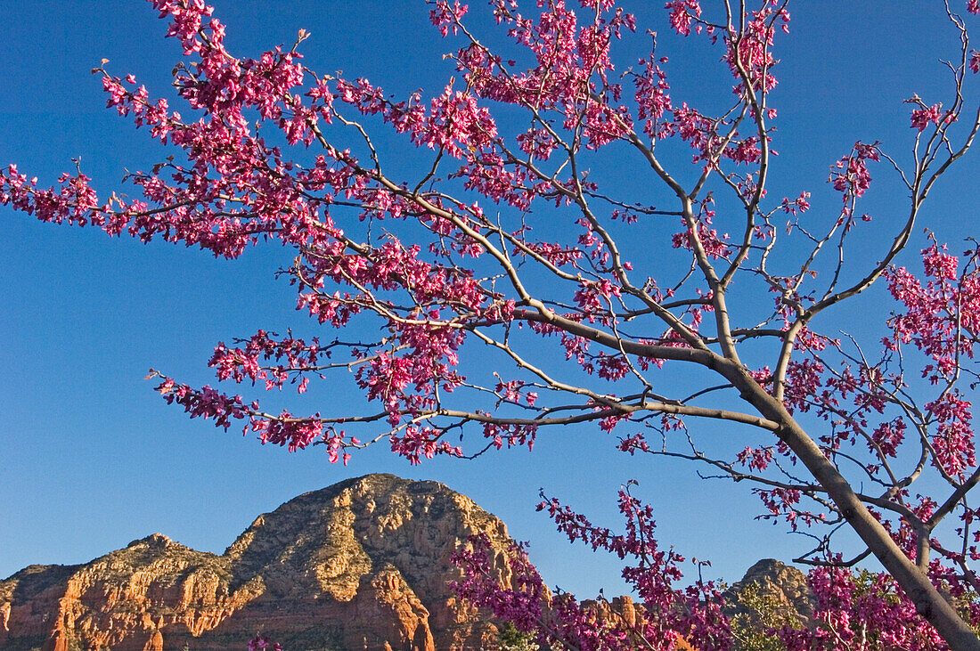 A Tree With Pink Blossoms In Red Rock Country.