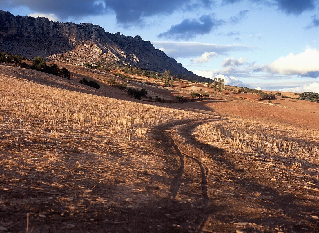 Mountains And Field In Sunlight