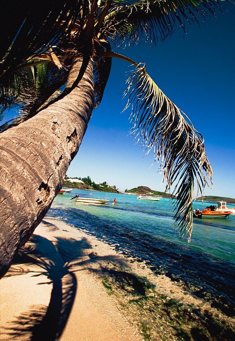 Strand mit Booten und Palmen, Gustavia, St. Barts, Französisch-Westindien