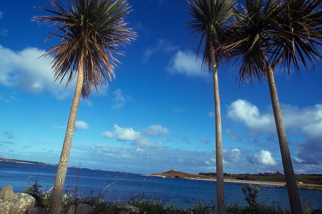 Palmen auf Tresco