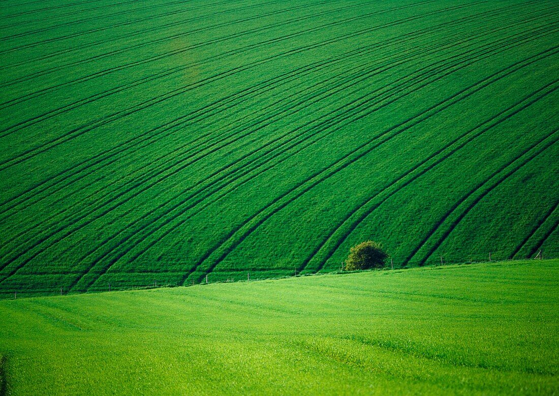 Grüne Felder in der Nähe von Brighton