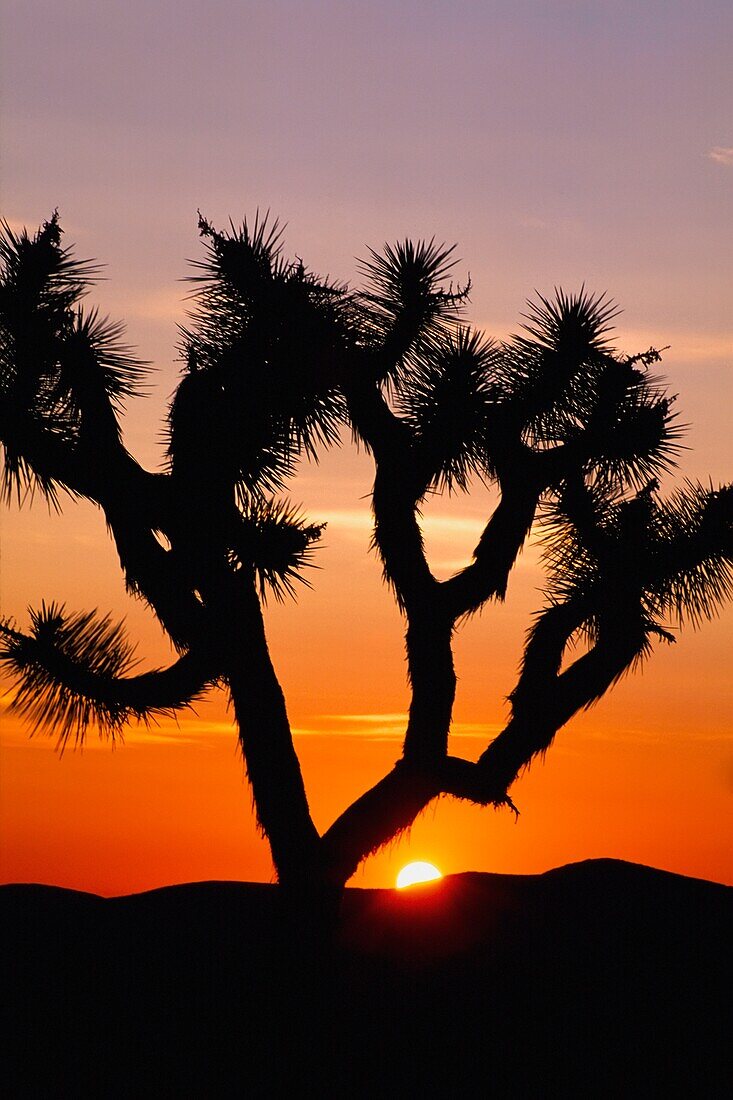 Silhouette Of Joshua Tree At Sunset