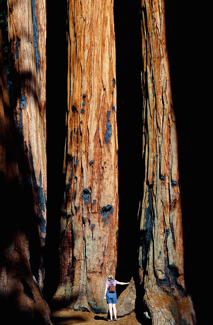 Woman And Redwood Trees