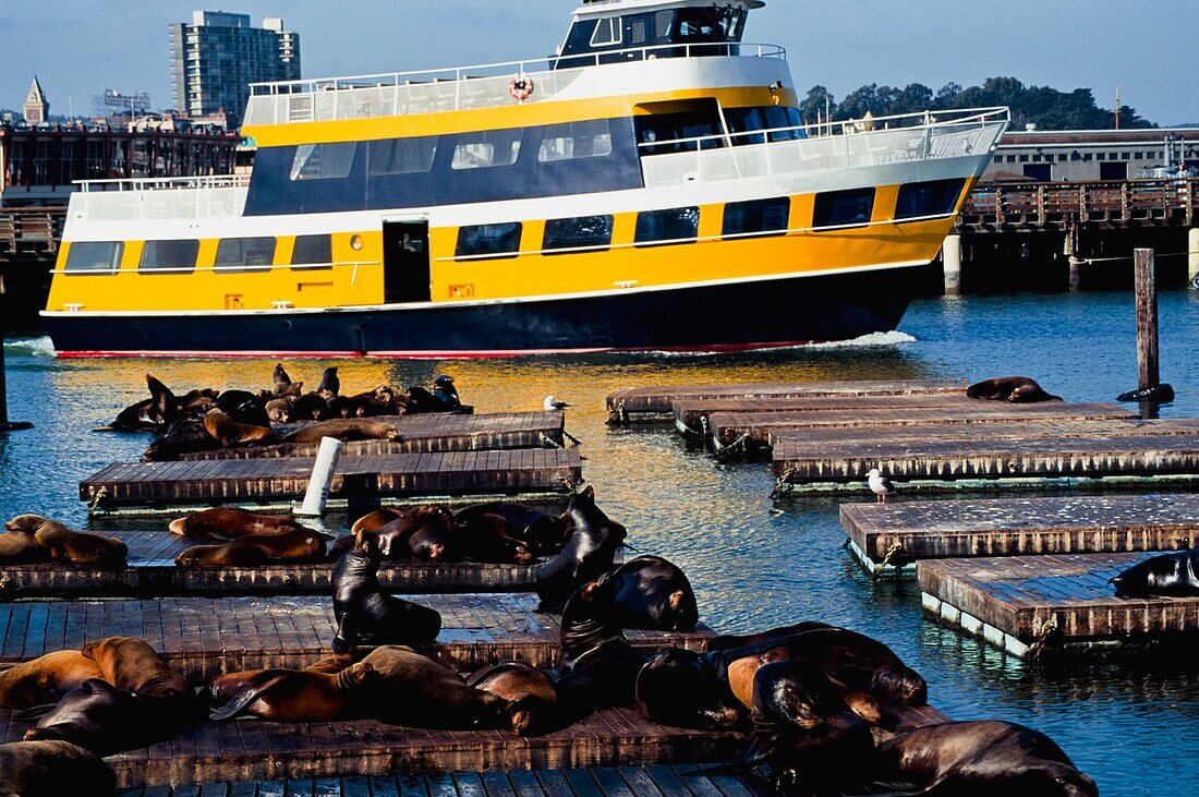 Seals On Pier 39 With Ferry