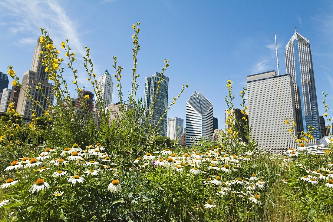 Meadow In Millennium Park, Cityscape In Background