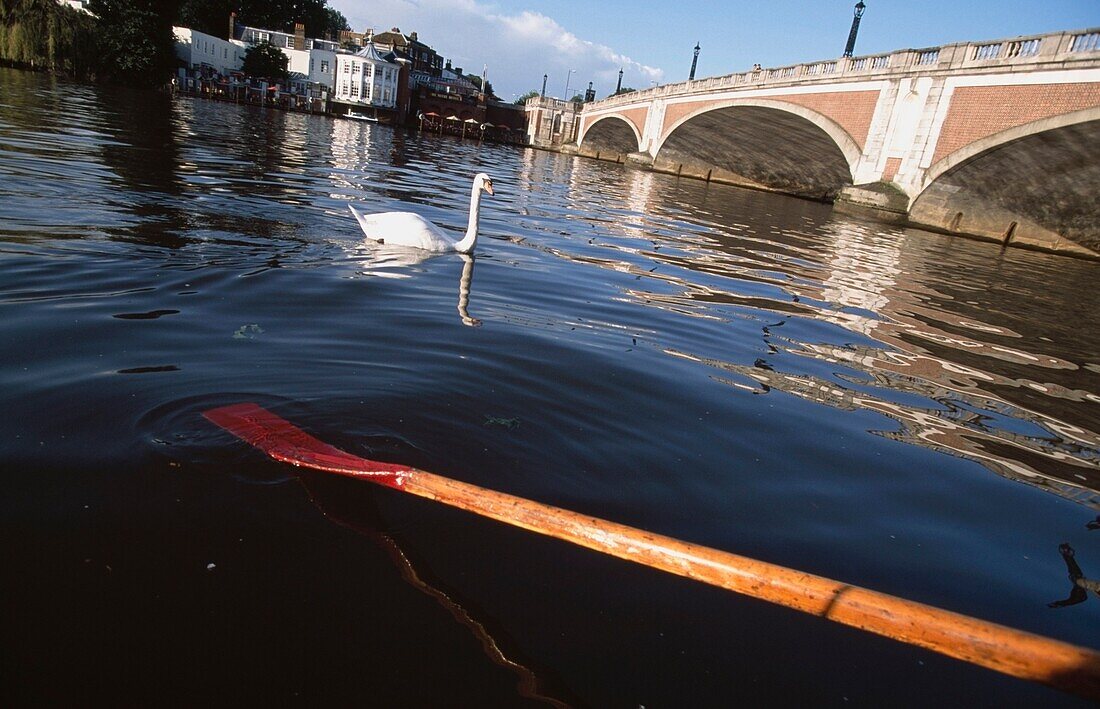 Schwan und Ruder auf der Themse