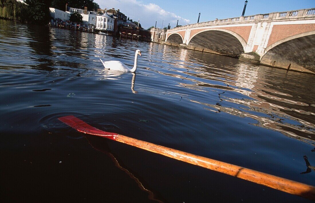 Swan And Oar On River Thames