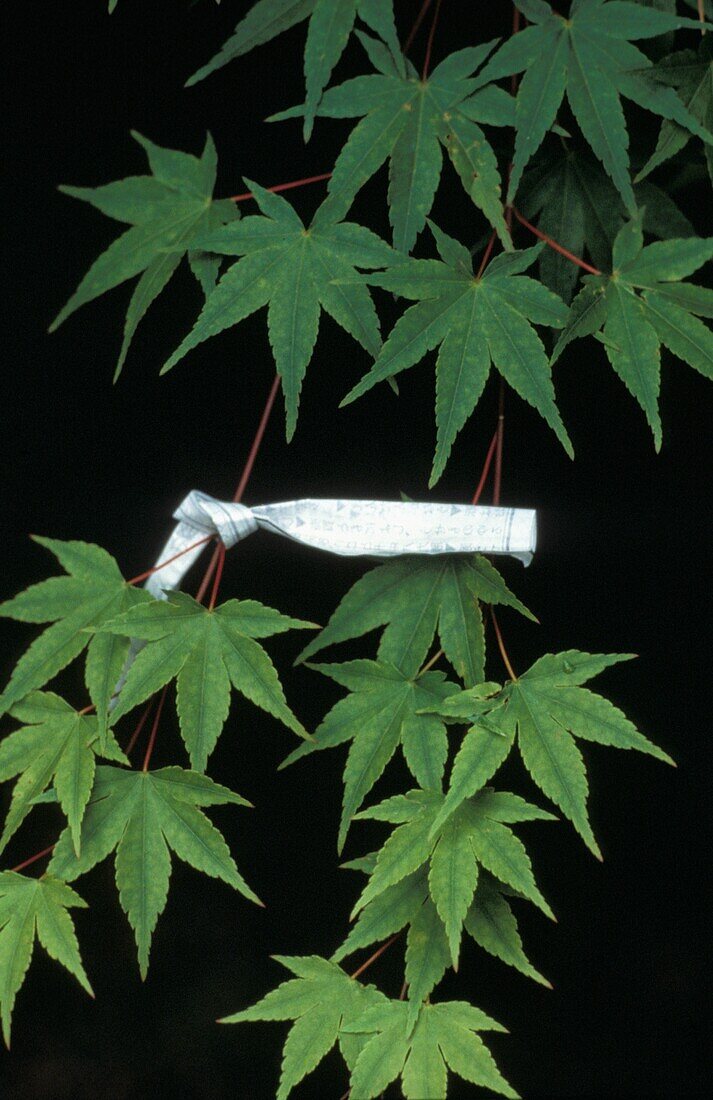 Maple Twigs Tied Together With Strap