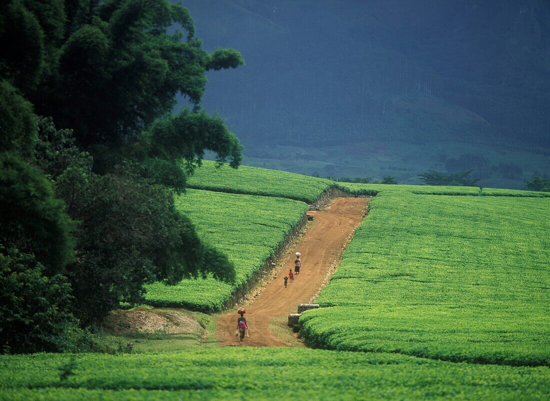 Women And Children Walking Down Road In Lujeri Tea Estate Beneath Mt. Mulanje