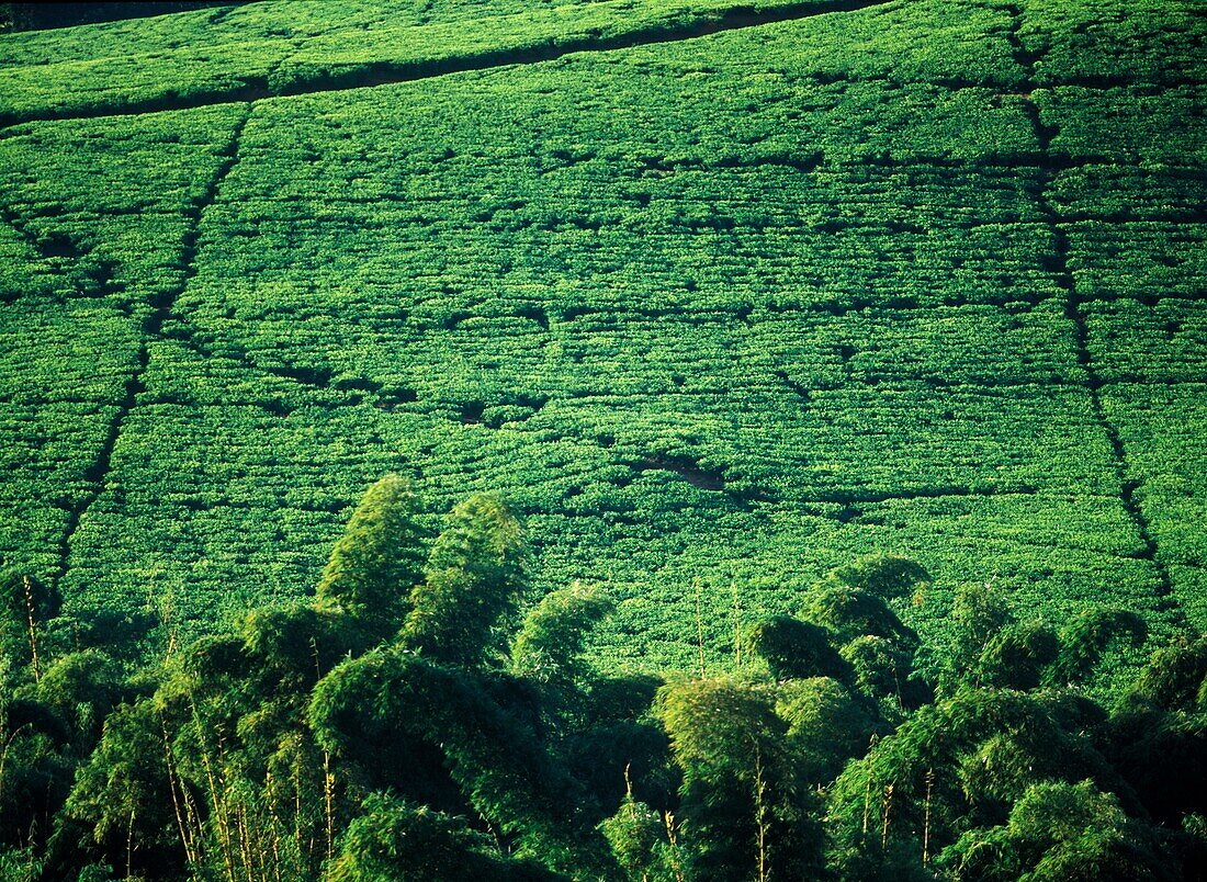 Detail von Bambus, der neben dem Lujeri Tea Estate unterhalb des Mt Mulanje wächst