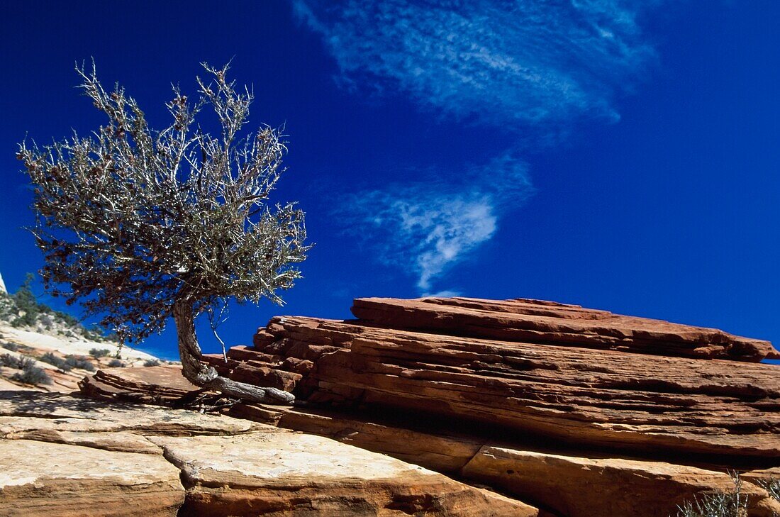 Zion Canyon