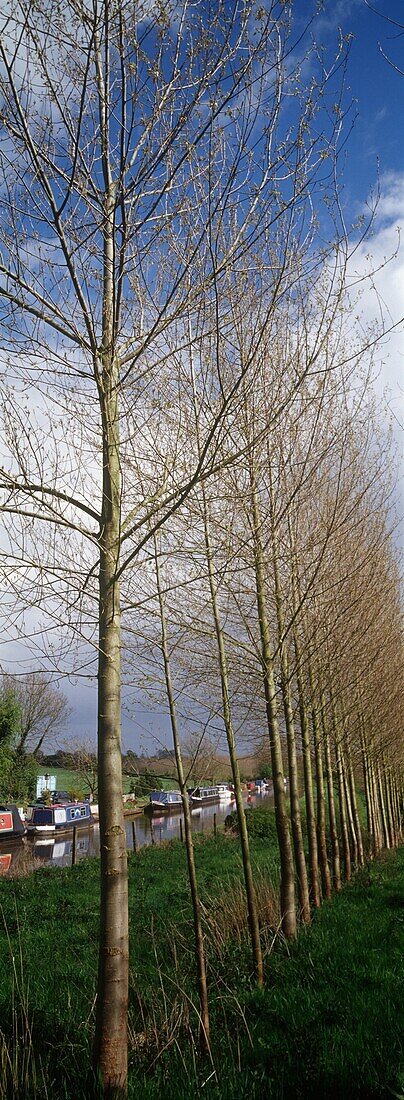 Kahle Bäume entlang des Kanals
