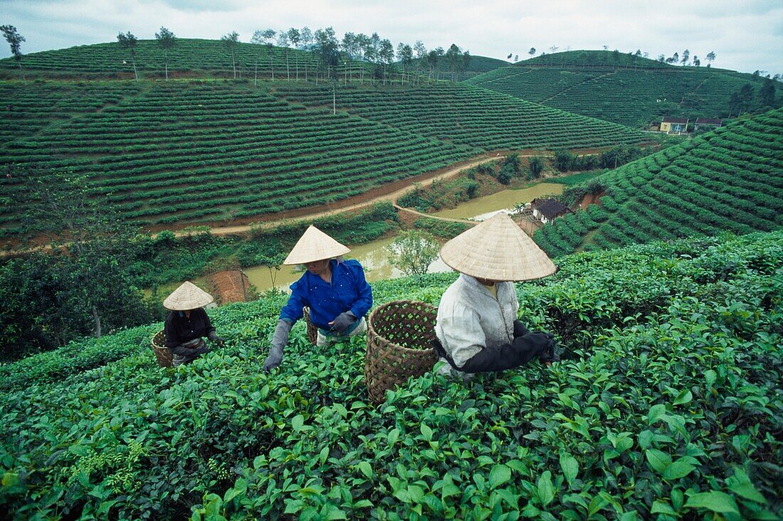 Three Women Picking Tea Leaves On Terrace Field