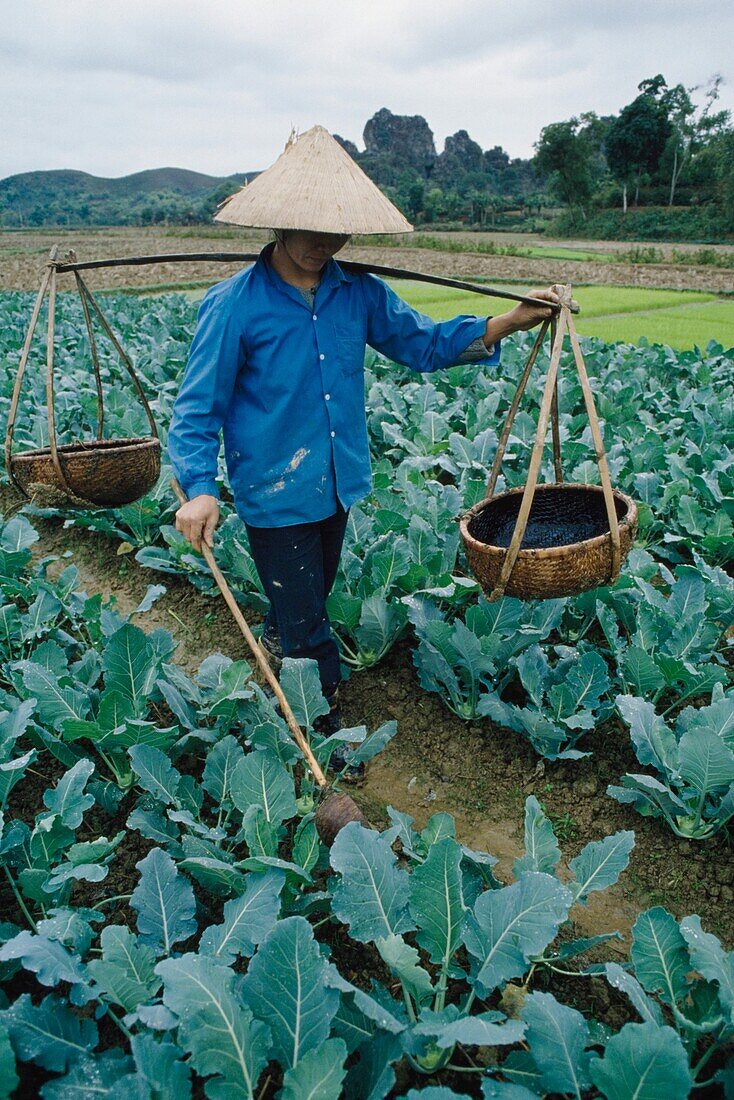 Farmer Carrying Yoke In Vegetable Field