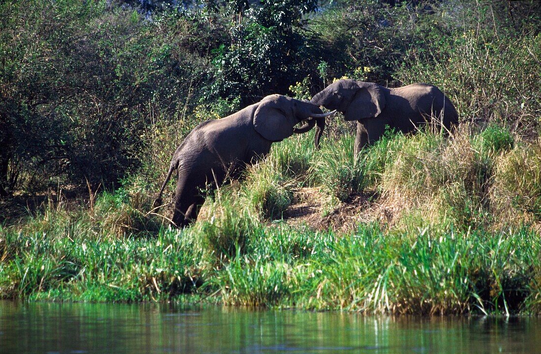 Elephants On Riverbank