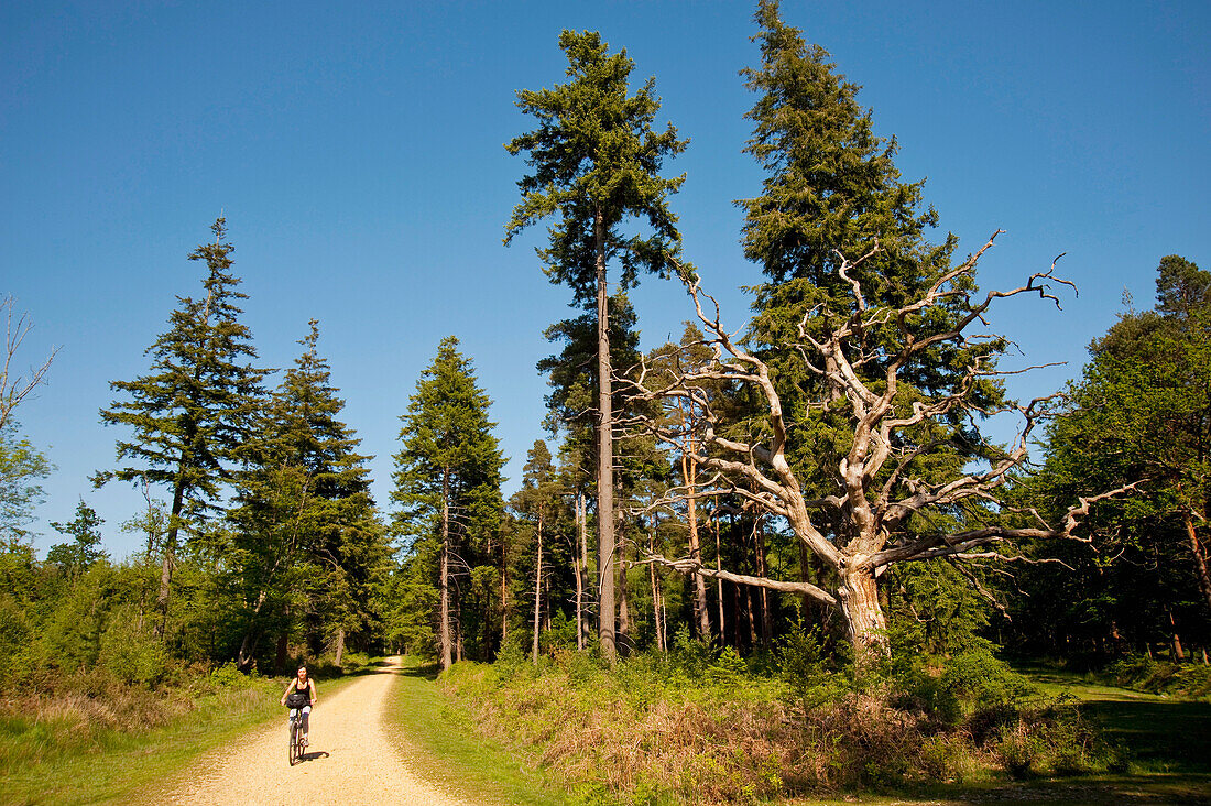 Radfahrer auf einem Radweg rund um Brockenhurst, New Forest National Park
