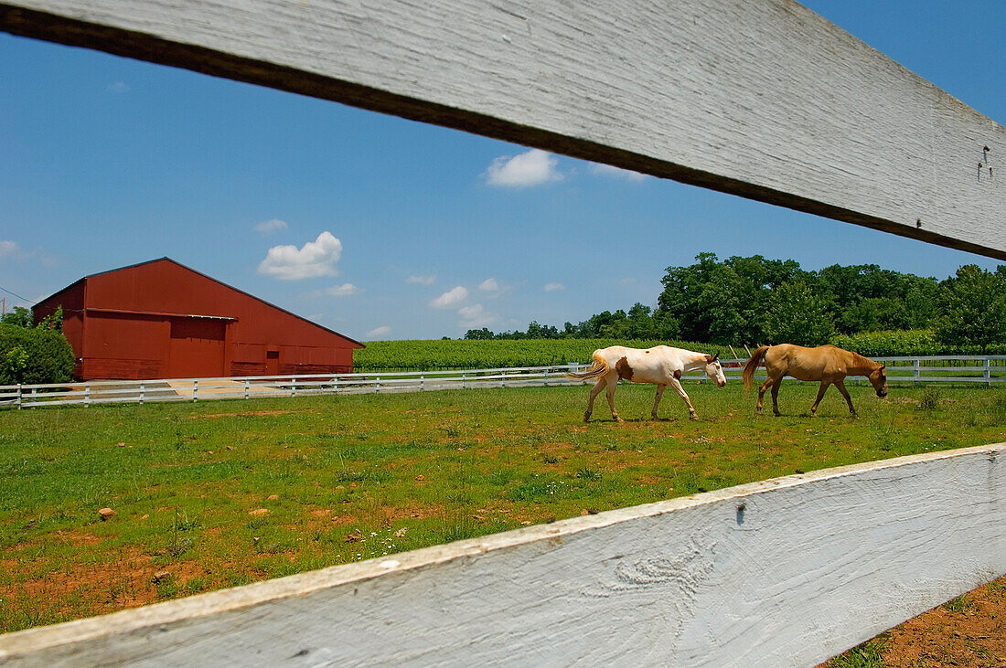 USA, Virginia, Piedmont Region; Barboursville, Horses and Red Barn at Barboursville Vineyards