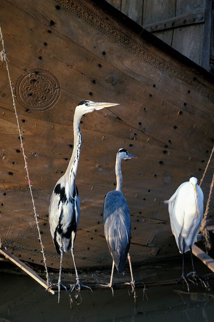 Vögel vor einem Boot