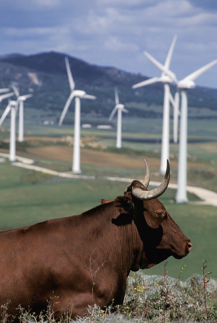 Wind Generators And Bull