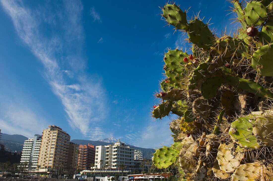 Cactus In Puerto De La Cruz
