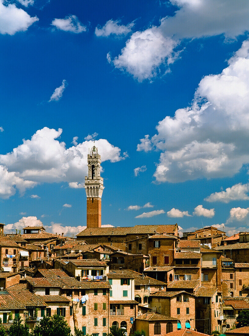 Torre De Mangia And Siena Skyline