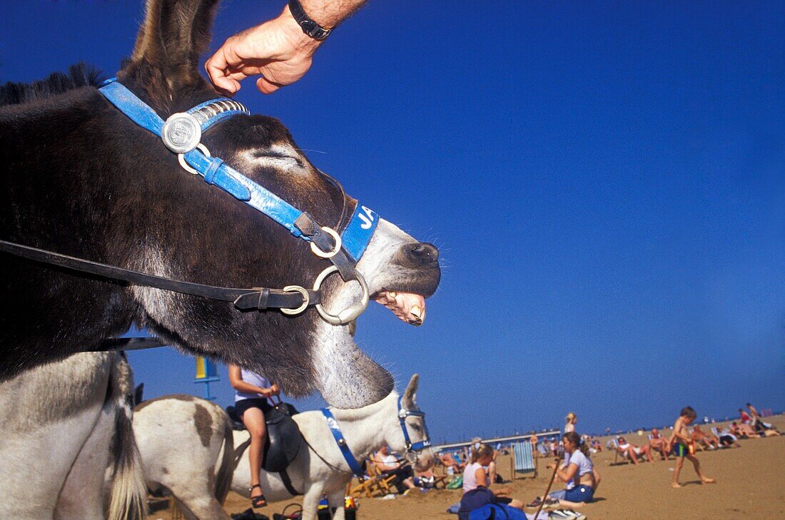 Tourist streichelt Esel am Strand