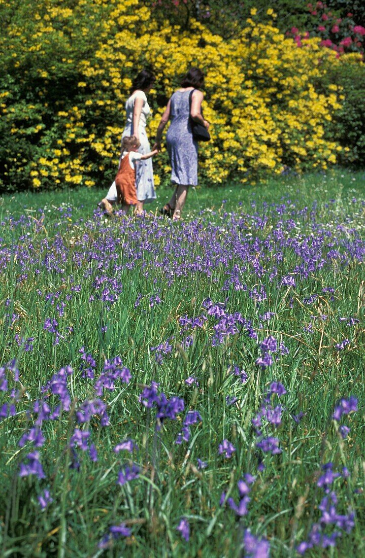 Zwei Frauen und ihre Tochter spazieren neben Glockenblumen in Stourhead Gardens