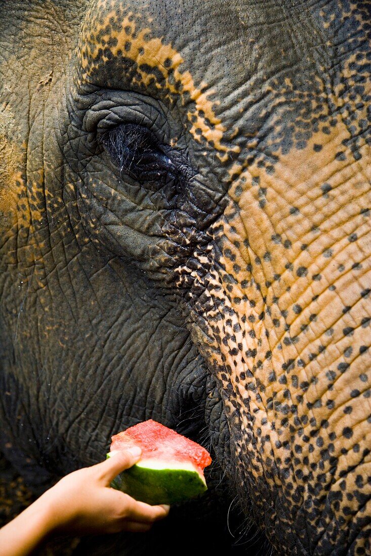 Tourist füttert Elefant in Kuala Gandah, Elefanten-Schutzzentrum