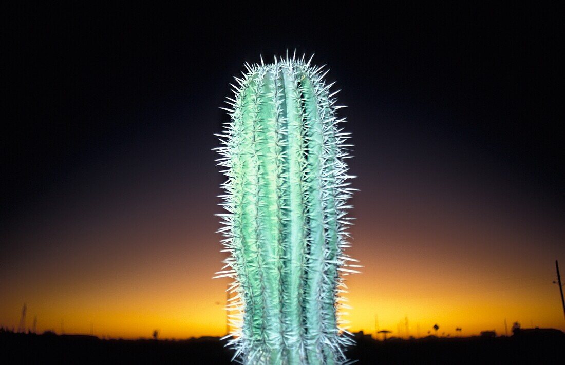 Nahaufnahme eines Kaktus bei Sonnenuntergang