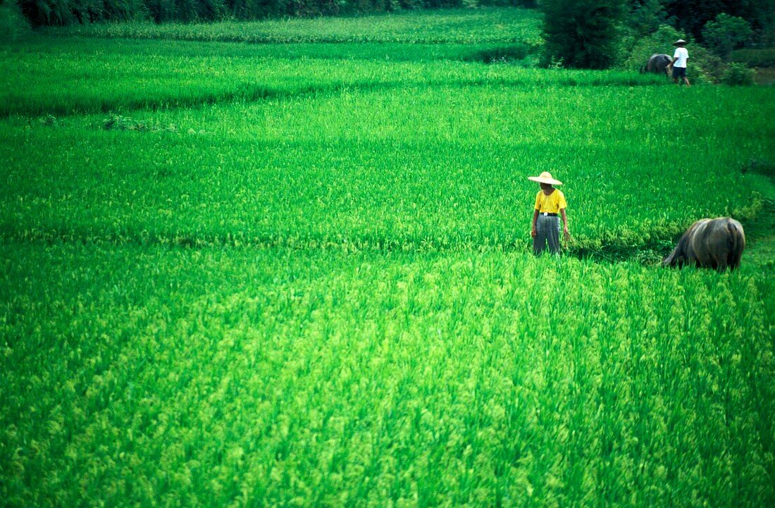 Mann mit Wasserbüffel im Feld